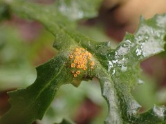 Puccinia lagenophorae