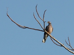 Patagioenas fasciata