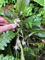 Maxillaria umbratilis