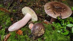 Russula olivacea