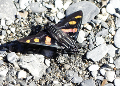 Mimoniades versicolor eupheme
