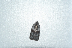 Acleris maculidorsana