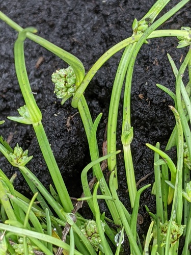 Benambra Club-sedge (Isolepis gaudichaudiana)