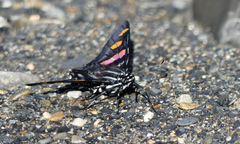 Mimoniades versicolor eupheme