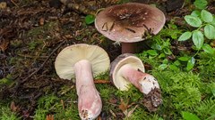 Russula olivacea