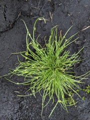 Isolepis gaudichaudiana