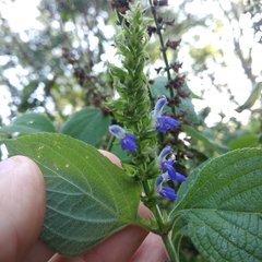 Salvia xalapensis