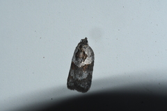 Acleris maculidorsana