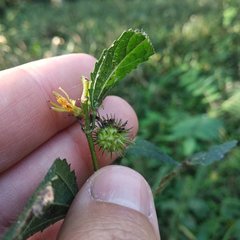 Triumfetta semitriloba