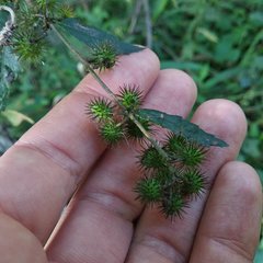 Triumfetta semitriloba