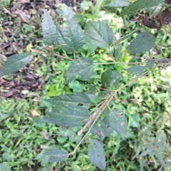 Triumfetta semitriloba