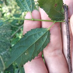 Triumfetta semitriloba