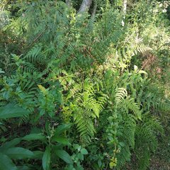 Pteridium aquilinum feei