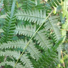 Pteridium aquilinum feei