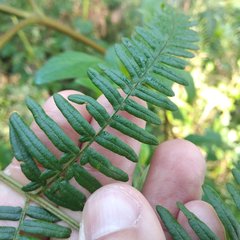 Pteridium aquilinum feei