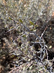 Ceanothus fendleri
