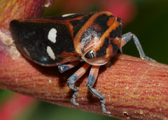 Eurymela fenestrata