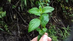Minthostachys mollis