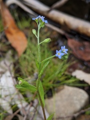 Myosotis cespitosa