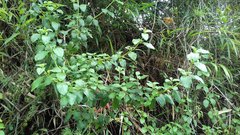 Minthostachys mollis