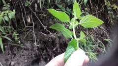 Minthostachys mollis