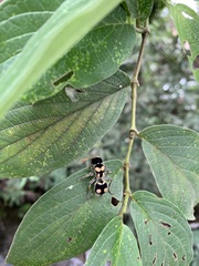 Hoplomutilla insignis