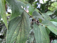 Hoplomutilla insignis