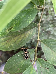 Hoplomutilla insignis