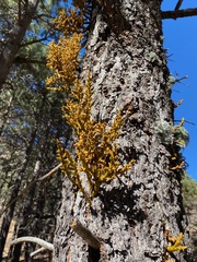 Arceuthobium vaginatum cryptopodum