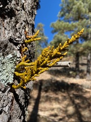 Arceuthobium vaginatum cryptopodum