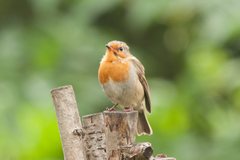 Erithacus rubecula