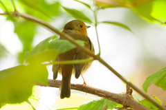 Erithacus rubecula