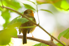 Erithacus rubecula