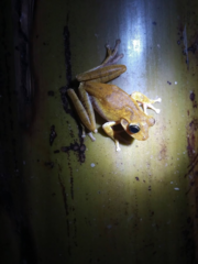 Boana platanera