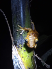 Boana platanera