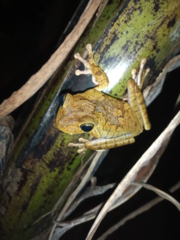 Boana platanera