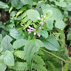 Stachys boraginoides