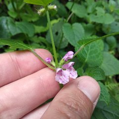 Stachys boraginoides