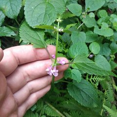 Stachys boraginoides