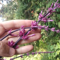 Odontonema callistachyum