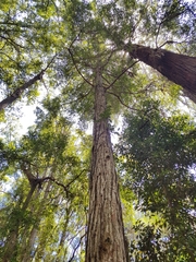 Eucalyptus microcorys
