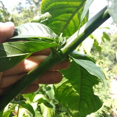 Odontonema callistachyum