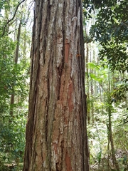 Eucalyptus microcorys
