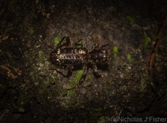 Stigmatium mastersii
