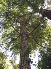 Eucalyptus microcorys