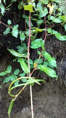 Muehlenbeckia tamnifolia