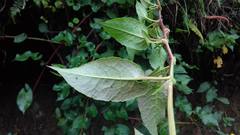 Muehlenbeckia tamnifolia