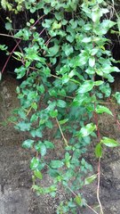 Muehlenbeckia tamnifolia