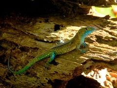 Cnemidophorus duellmani
