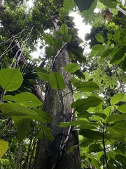 Philodendron consanguineum
